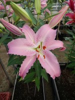 [4288 Chelsea DJ No02.JPG]